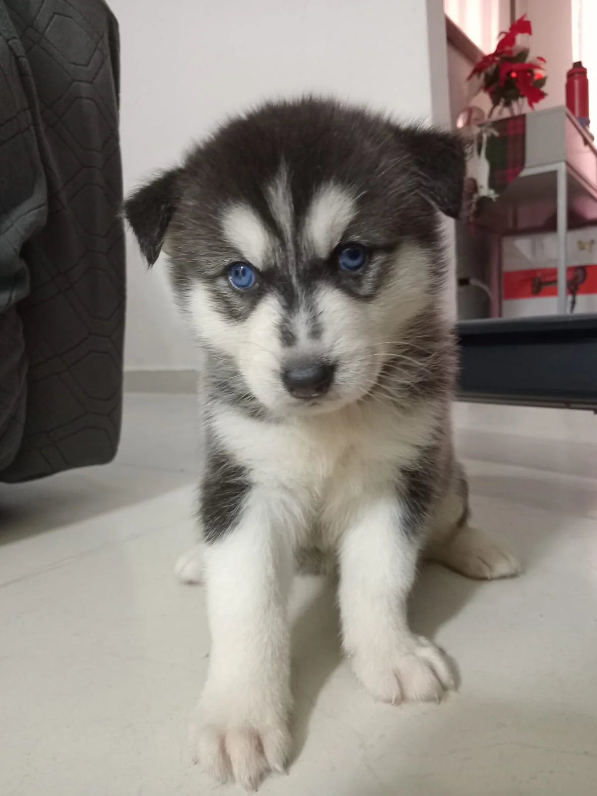 Husky siveriano
